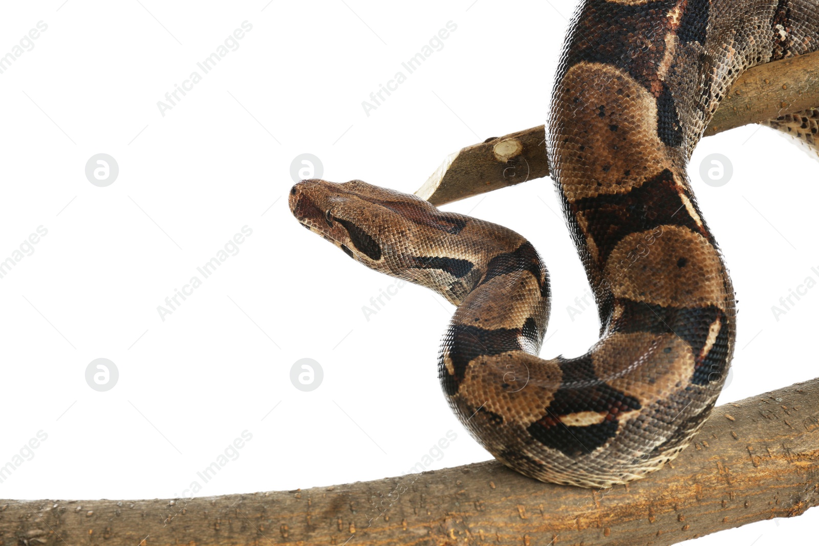 Photo of Brown boa constrictor on tree branch against white background