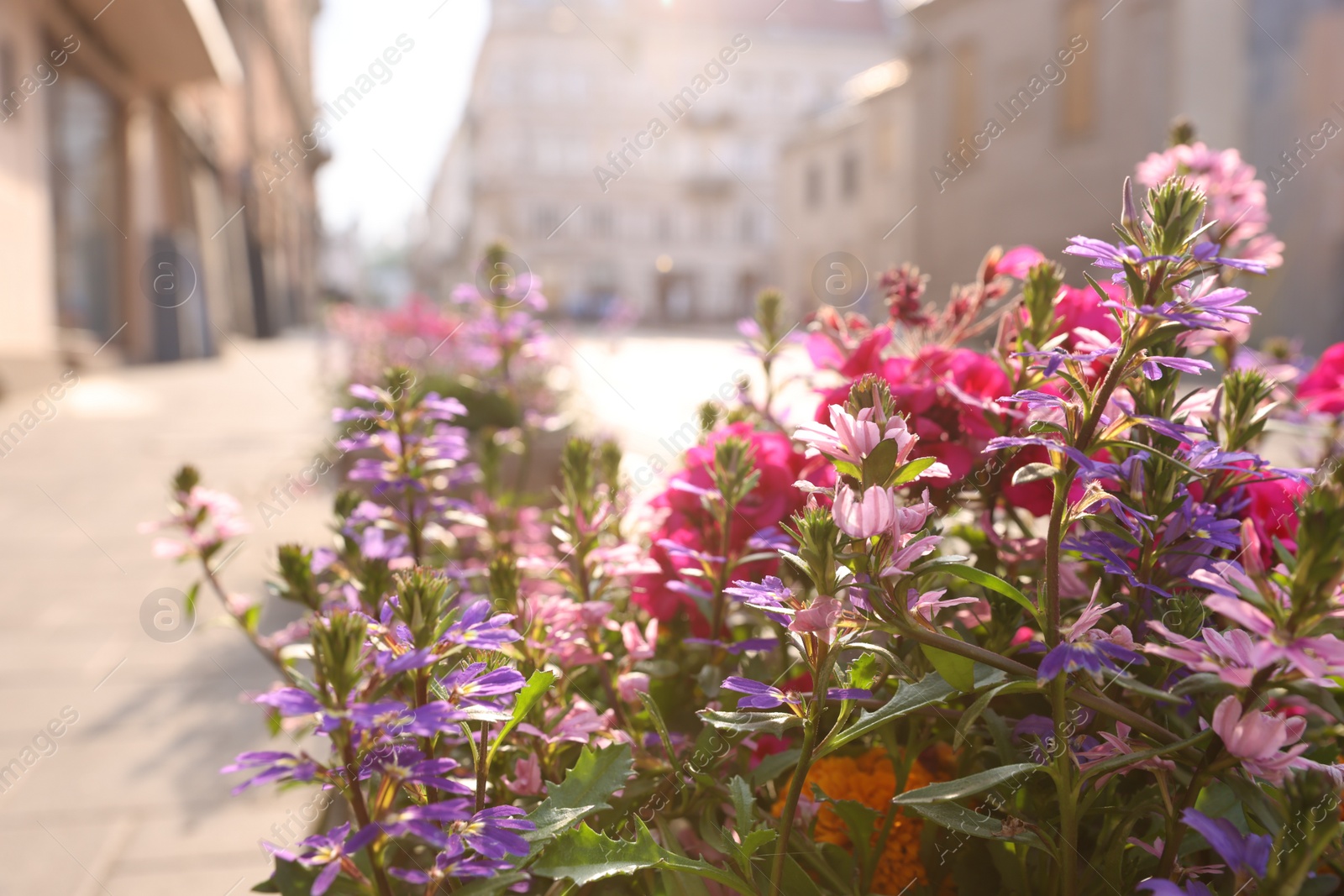 Photo of Beautiful colorful flowers on city street, closeup. Space for text