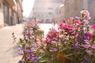 Photo of Beautiful colorful flowers on city street, closeup. Space for text