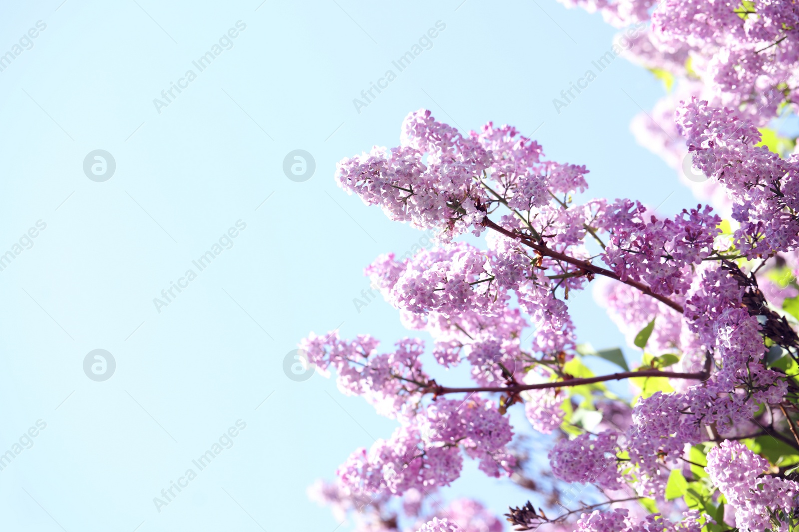 Photo of Closeup view of beautiful blooming lilac shrub outdoors