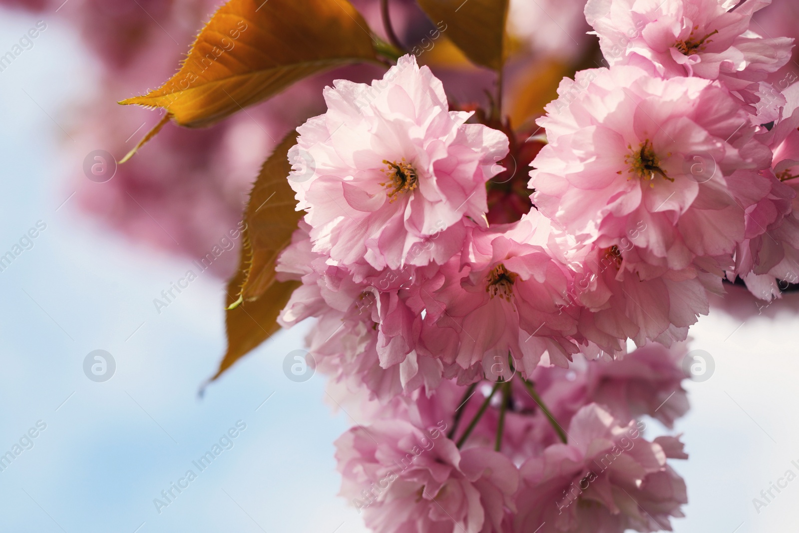 Photo of Beautiful pink flowers of blossoming sakura tree against blue sky, closeup