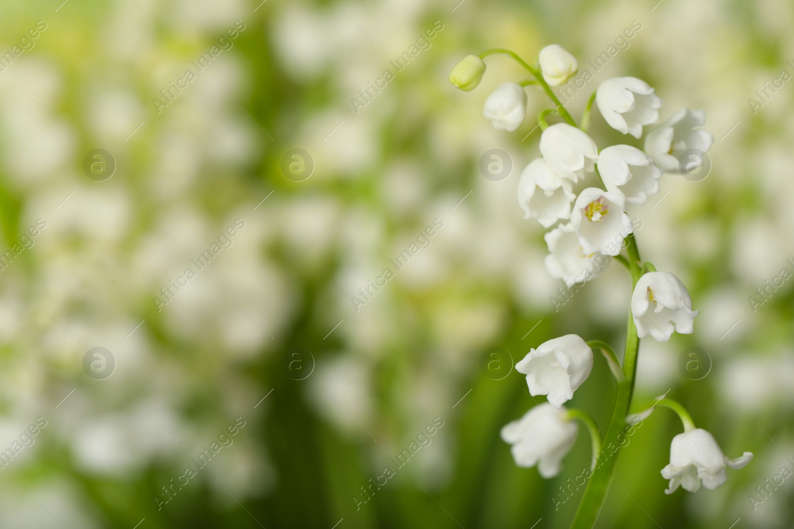 Photo of Beautiful lily of the valley on blurred background, closeup. Space for text