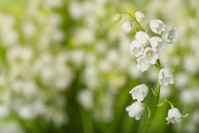 Beautiful lily of the valley on blurred background, closeup. Space for text