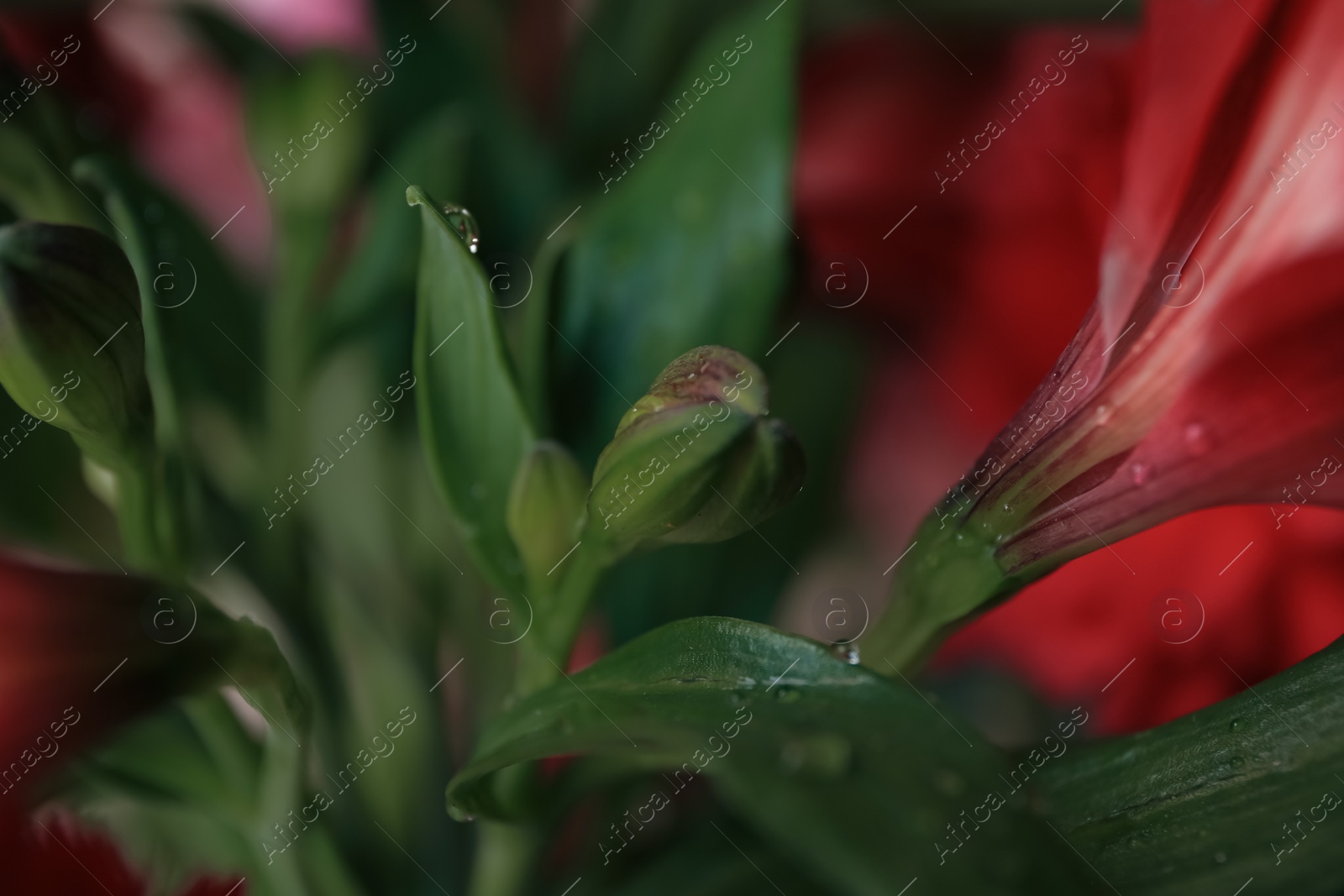 Photo of Beautiful leaves with water drops on blurred background, closeup