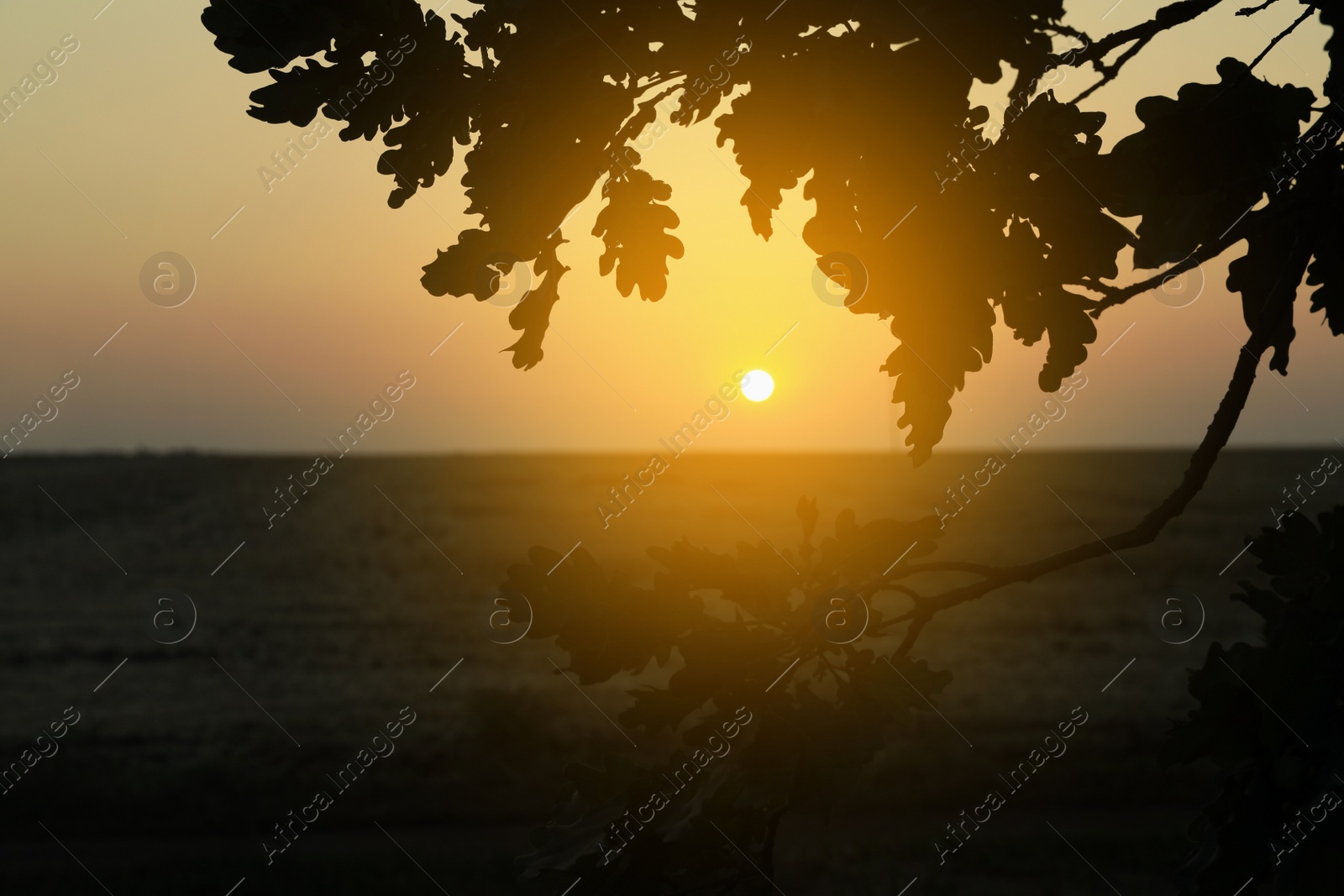 Photo of Picturesque view of sunrise over beautiful field in morning