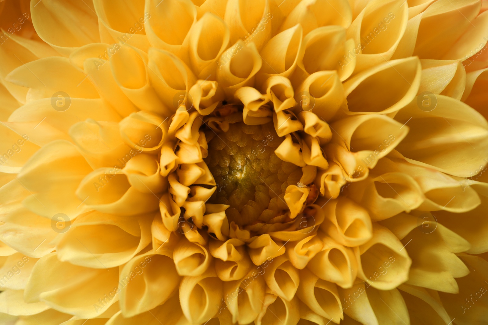 Photo of Beautiful yellow dahlia flower as background, closeup