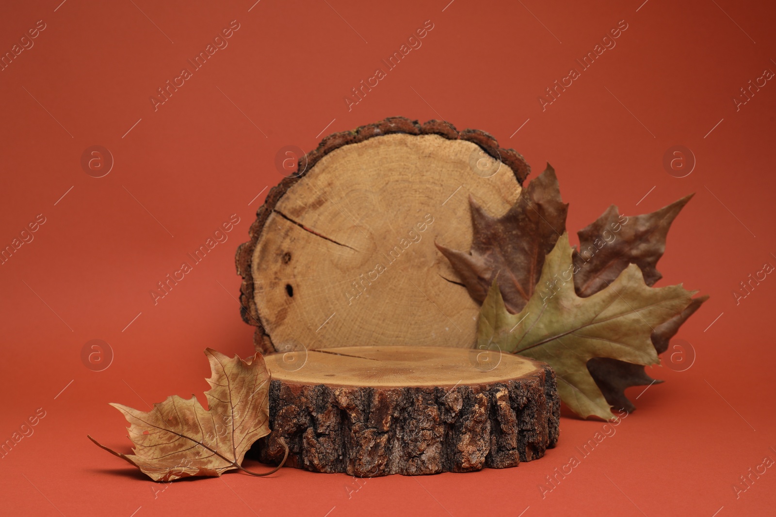 Photo of Autumn presentation for product. Wooden stumps and dry leaves on terracotta background