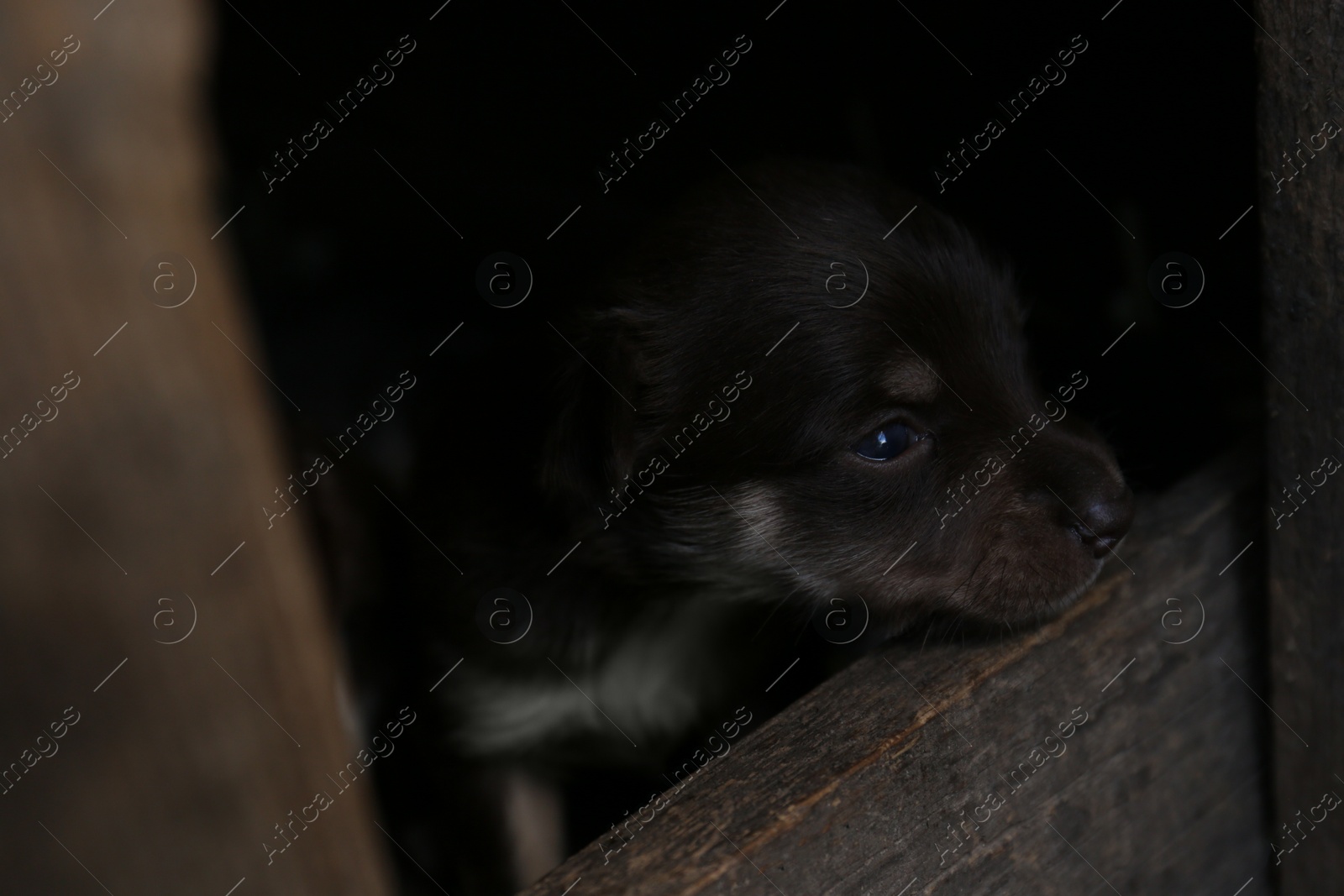 Photo of Cute puppy in wooden kennel, closeup. Friendly dog