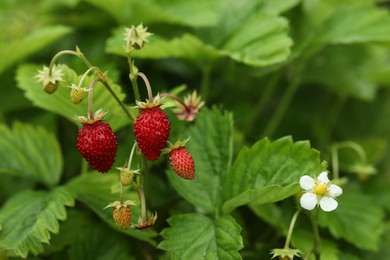 Small wild strawberries growing outdoors. Seasonal berries