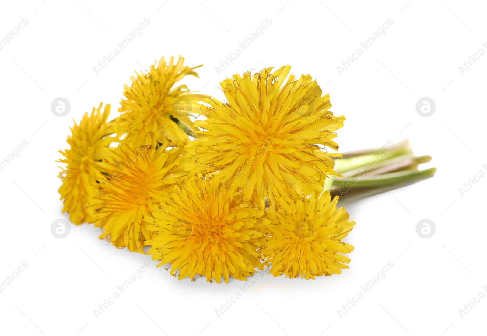 Photo of Beautiful blooming yellow dandelions on white background