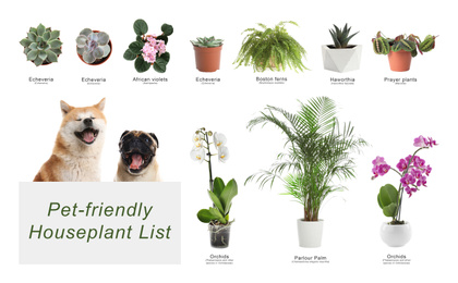 Image of List of pet-friendly houseplants on white background