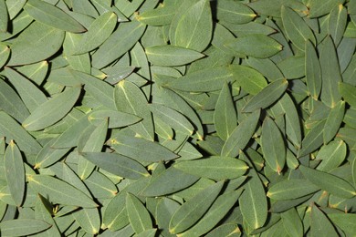 Photo of Many eucalyptus leaves as background, top view