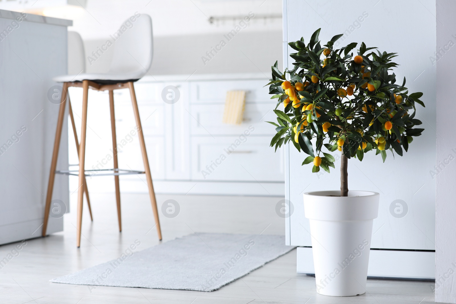 Photo of Potted kumquat tree with ripening fruits indoors. Interior design