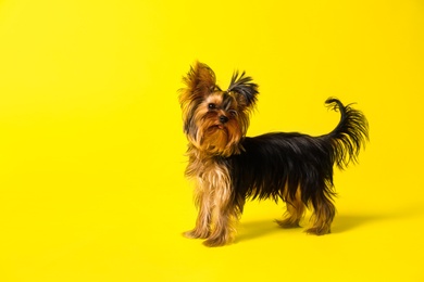 Photo of Adorable Yorkshire terrier on yellow background. Cute dog