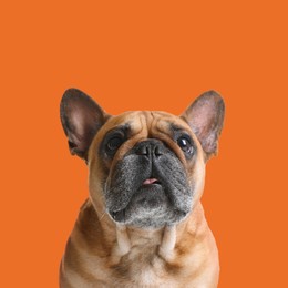 Image of Cute French bulldog on orange background. Adorable pet