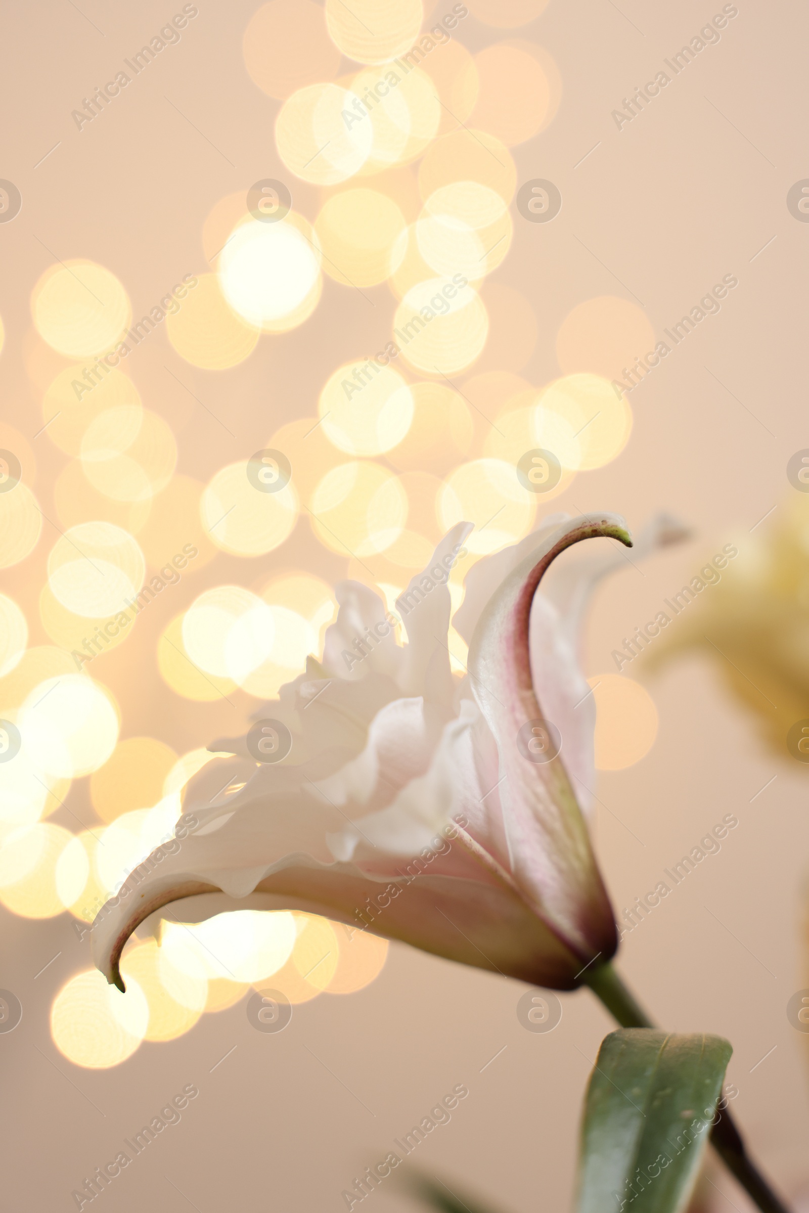 Photo of Beautiful lily flower against beige background with blurred lights, closeup