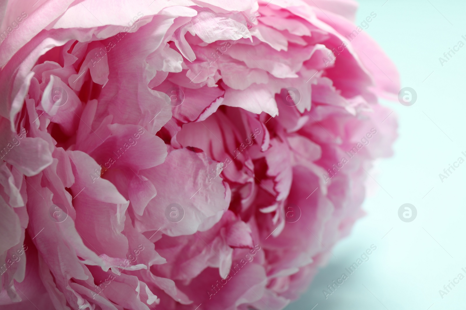 Photo of Beautiful pink peony on light blue background, closeup