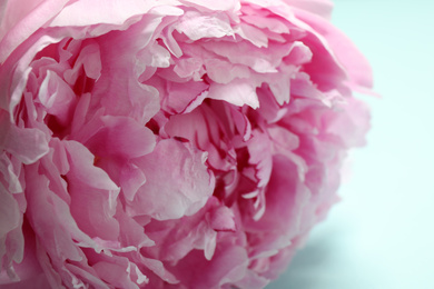 Photo of Beautiful pink peony on light blue background, closeup