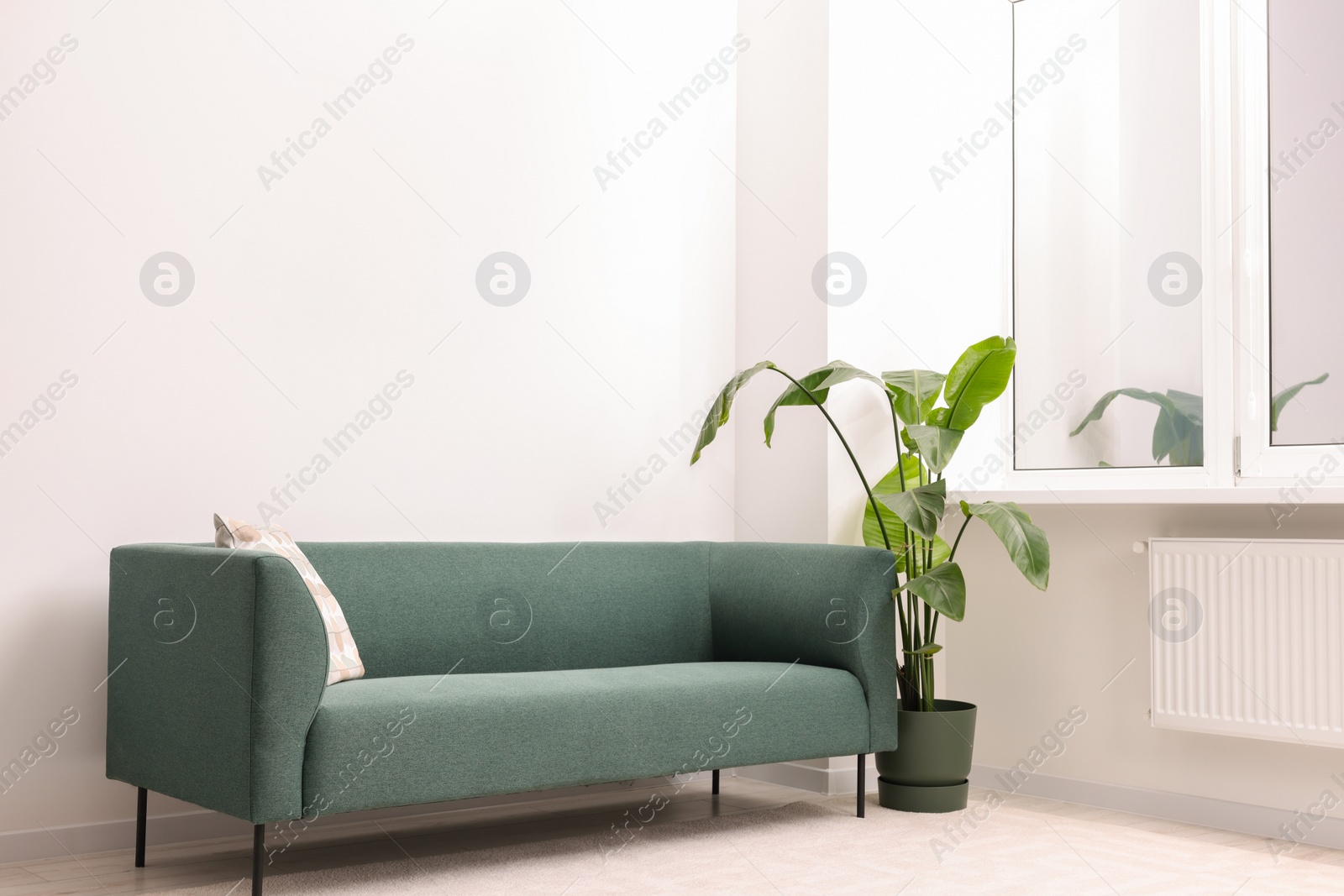 Photo of Stylish sofa and potted houseplant in room. Interior design