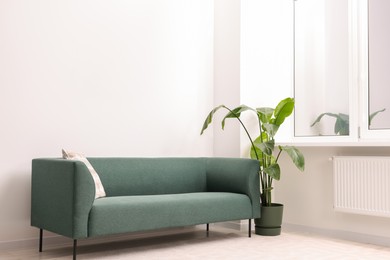 Stylish sofa and potted houseplant in room. Interior design