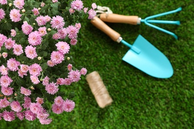 Photo of Beautiful chrysanthemum flowers with gardening tools on green grass, top view