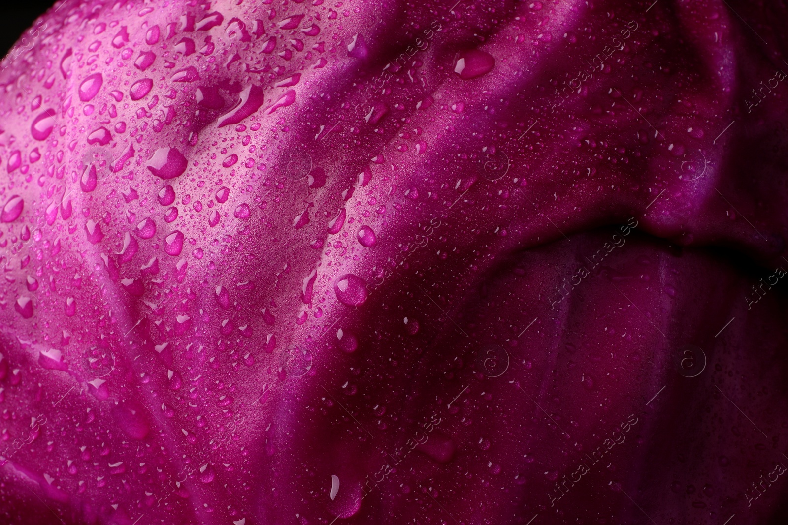 Photo of Fresh ripe red cabbage with water drops as background, closeup