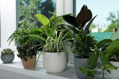 Photo of Different beautiful potted houseplants on window sill indoors