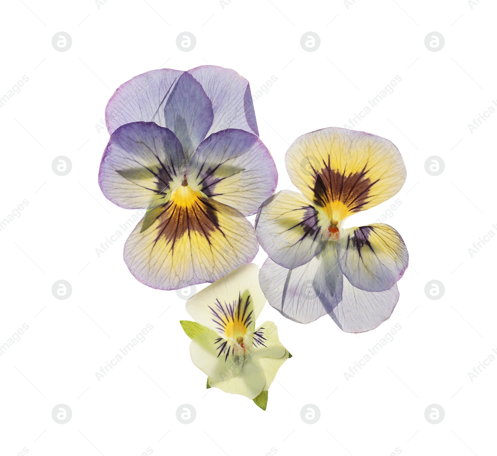 Photo of Wild dried meadow flowers on white background, top view