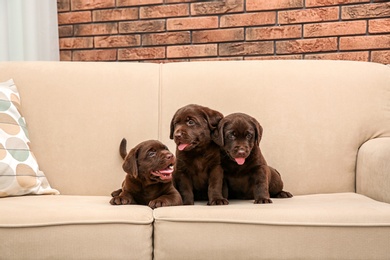 Photo of Chocolate Labrador Retriever puppies on soft sofa