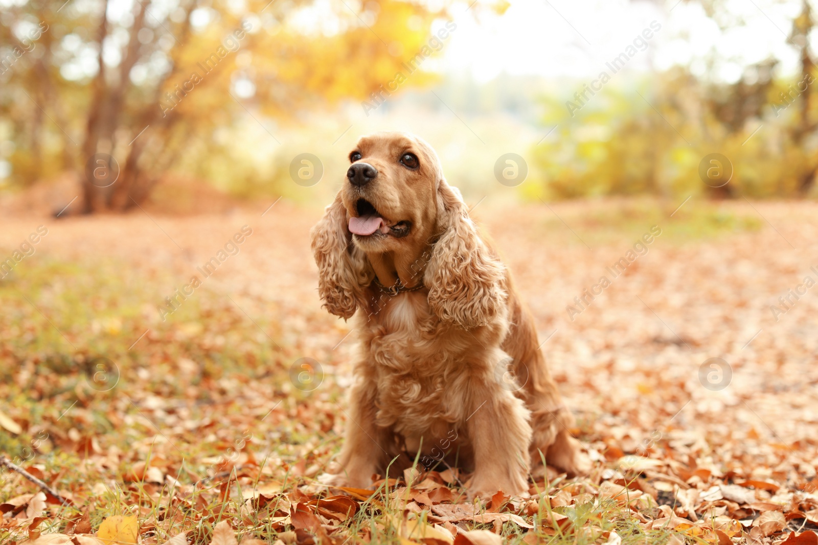 Photo of Cute Cocker Spaniel in park. Autumn walk