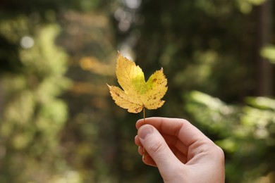 Photo of Woman holding beautiful autumn leaf outdoors, closeup