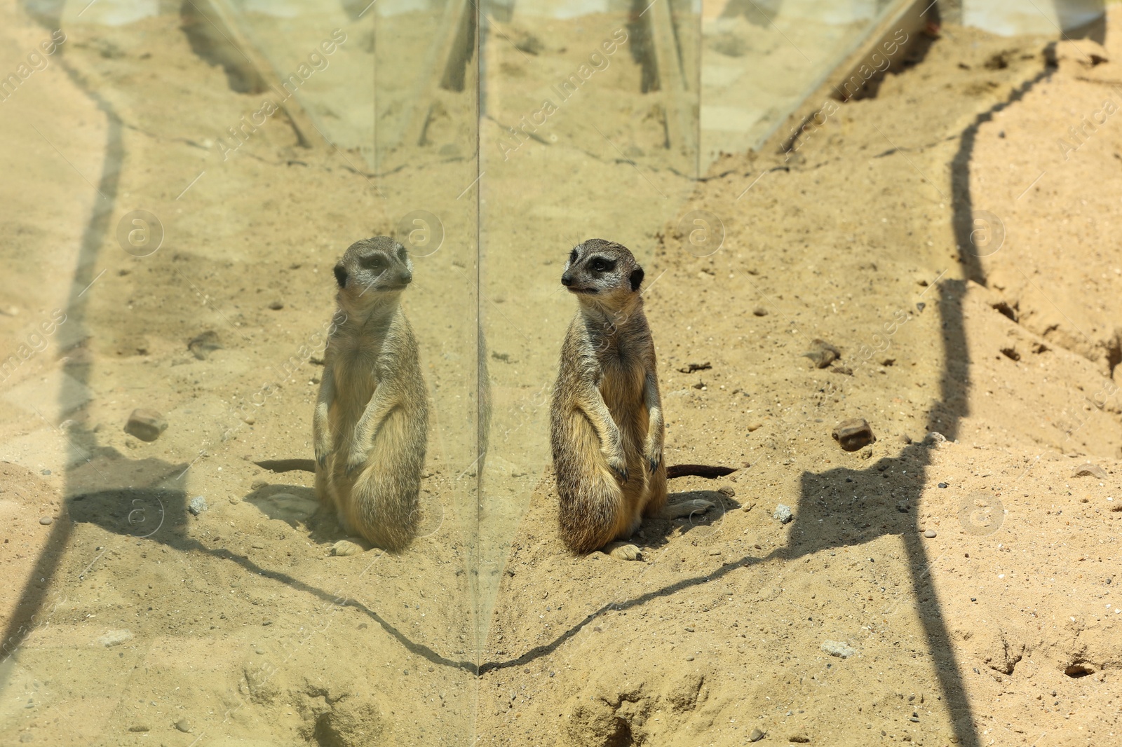 Photo of Cute meerkat at enclosure in zoo on sunny day