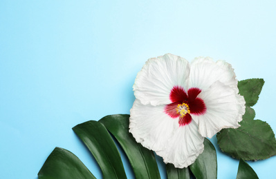 Photo of Beautiful tropical hibiscus flower and leaves on light blue background, flat lay. Space for text