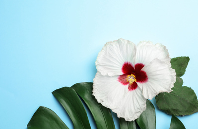 Beautiful tropical hibiscus flower and leaves on light blue background, flat lay. Space for text