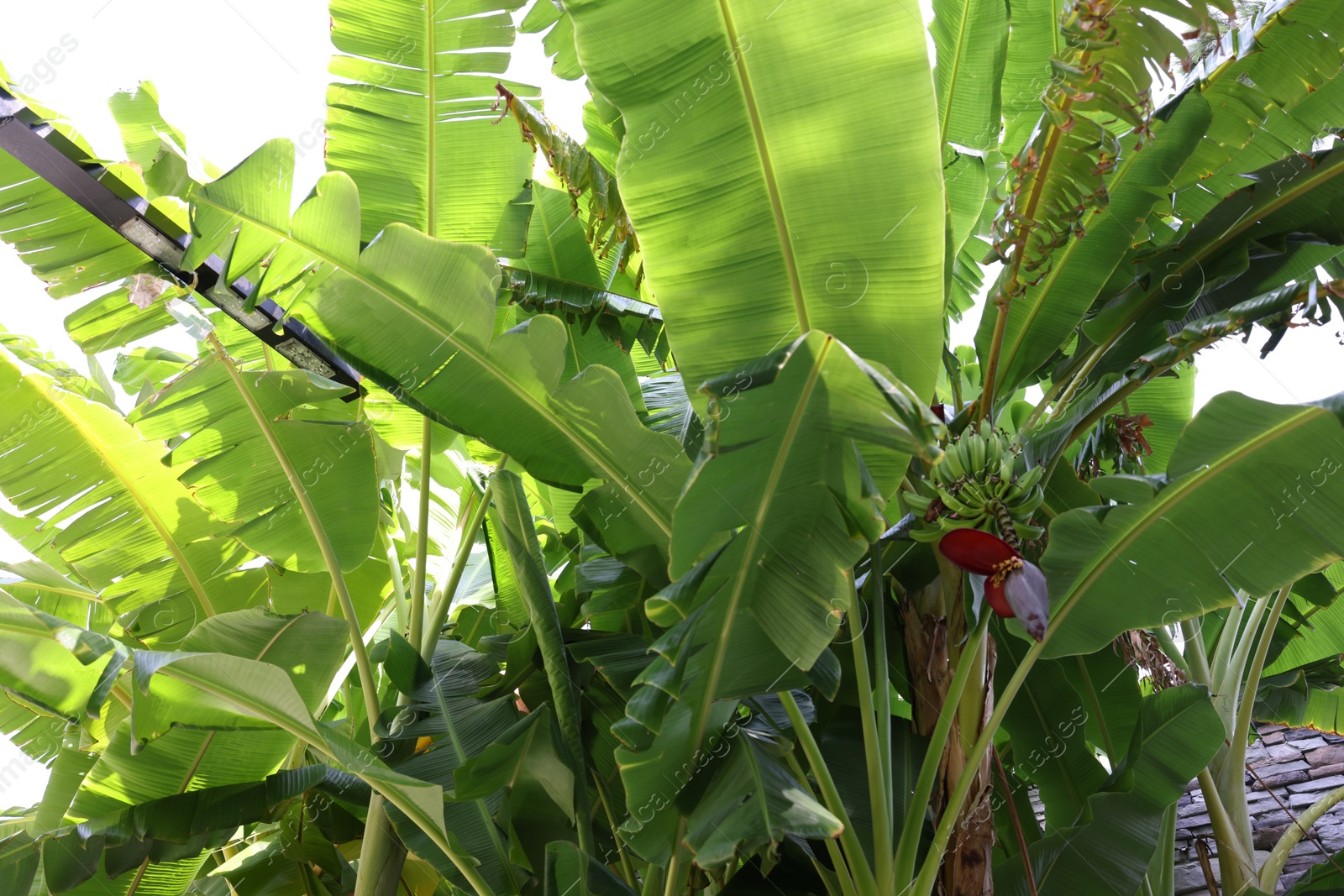 Photo of Tropical plant with green leaves and ripening bananas outdoors