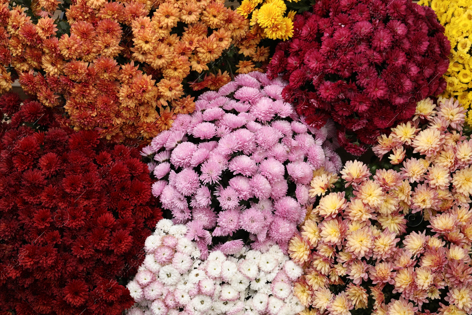 Photo of Top view of beautiful different color Chrysanthemum flowers as background