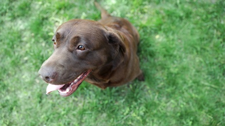 Cute Chocolate Labrador Retriever in green summer park, above view