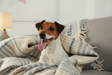 Photo of Adorable Jack Russell Terrier dog under plaid on sofa. Cozy winter