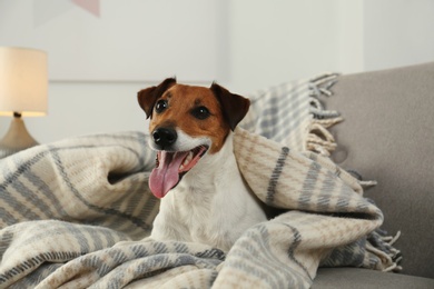 Adorable Jack Russell Terrier dog under plaid on sofa. Cozy winter