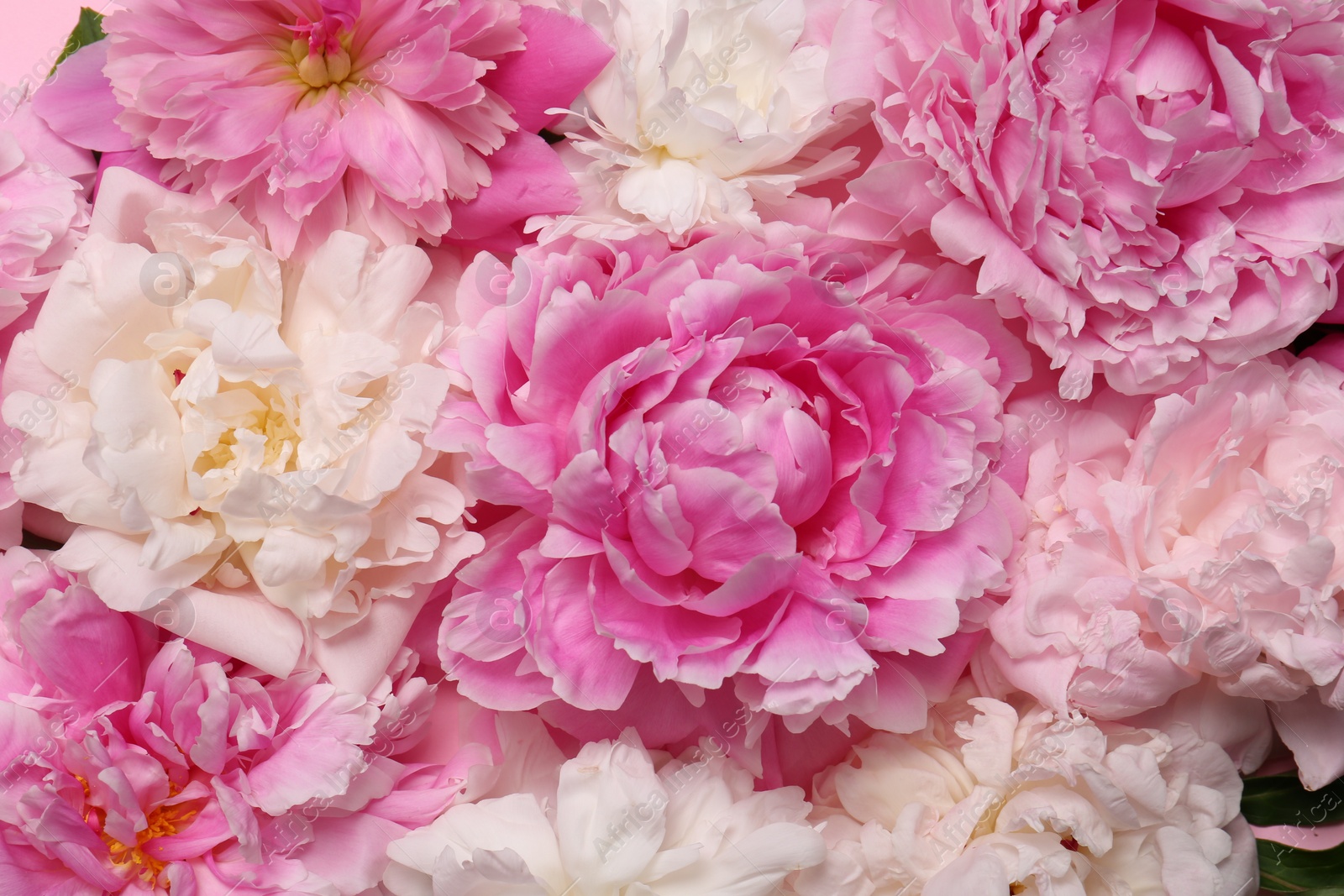 Photo of Beautiful aromatic peony flowers as background, closeup