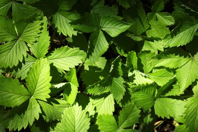 Photo of Many wild strawberry leaves as background, closeup