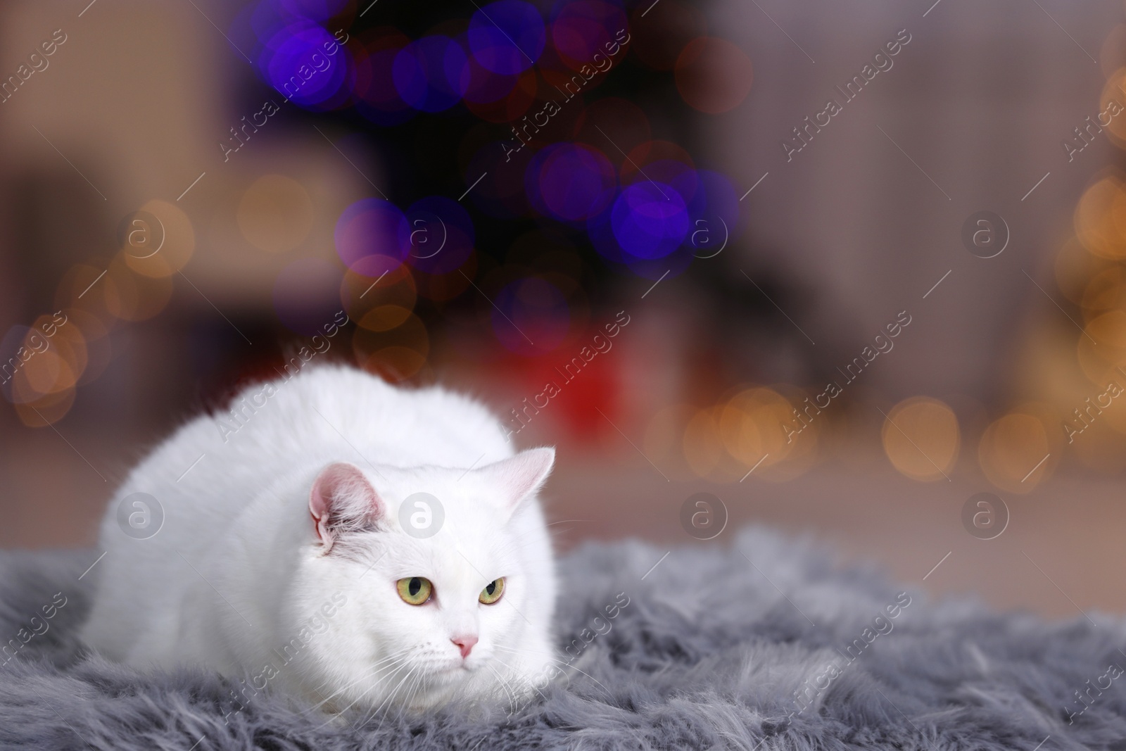 Photo of Christmas atmosphere. Cute cat lying on fur rug against blurred lights. Space for text