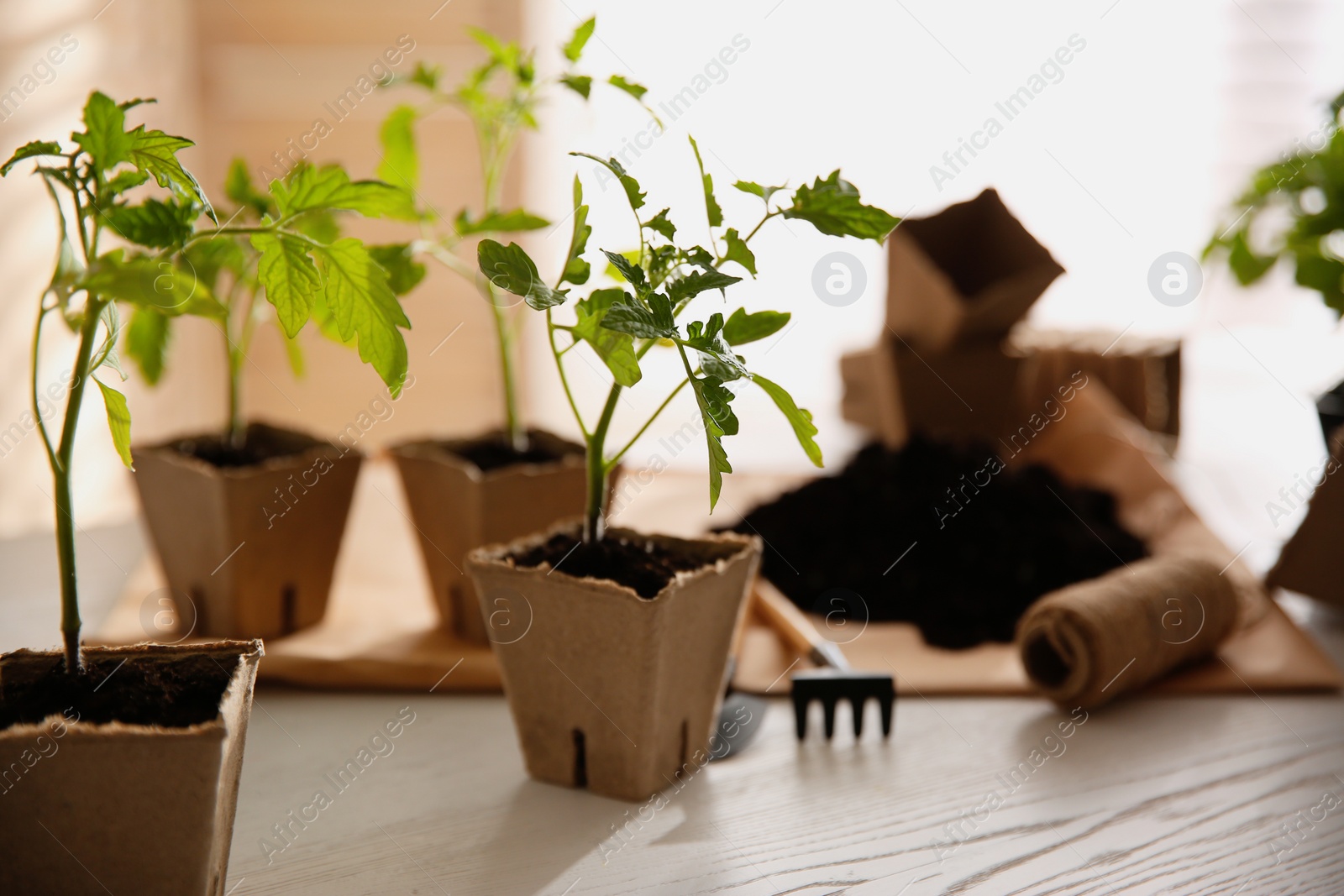 Photo of Green tomato seedling in peat pot on white wooden table