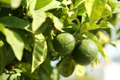 Photo of Unripe green tangerines growing on tree outdoors. Citrus fruit