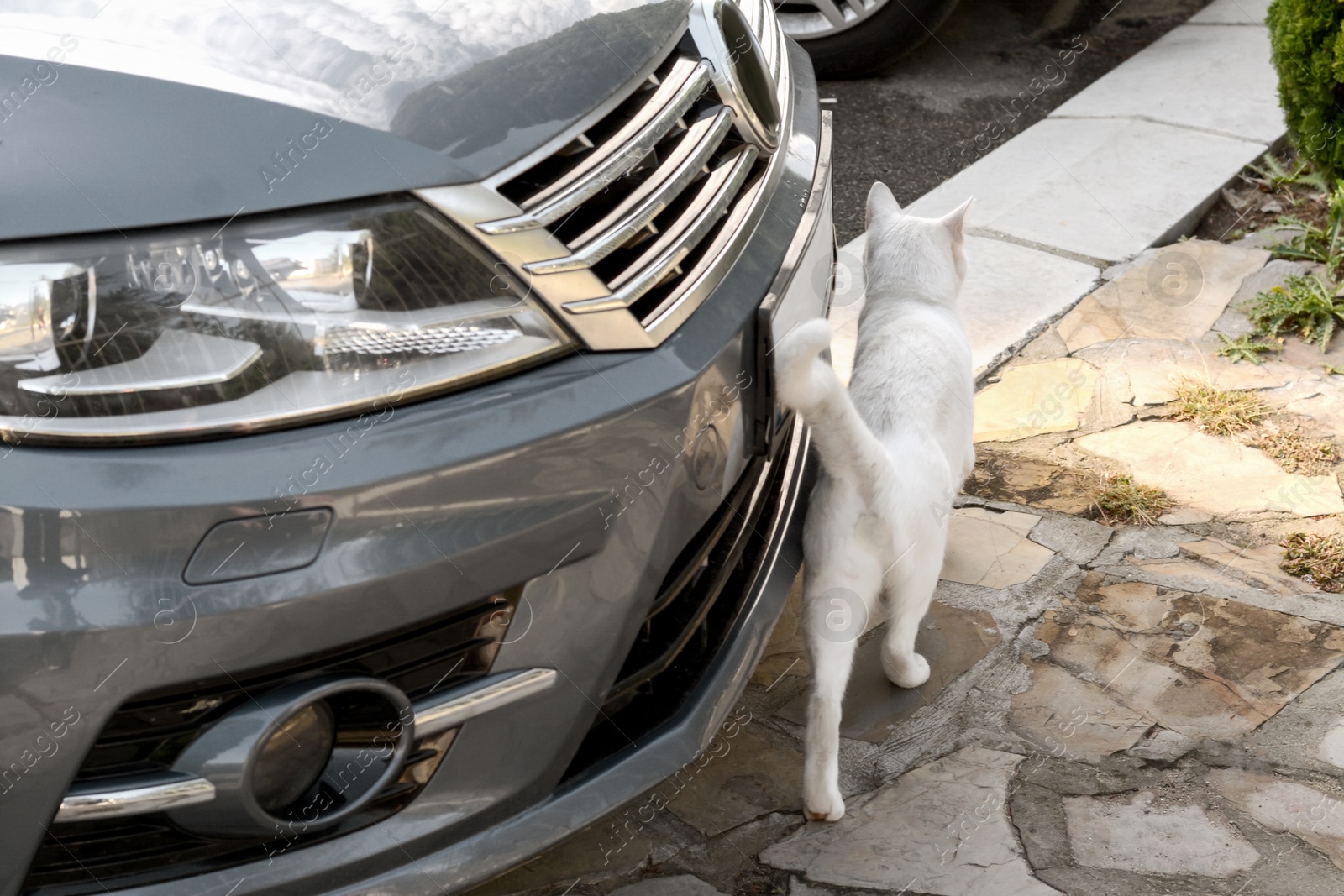 Photo of Lonely stray cat on stone surface near car outdoors. Homeless pet