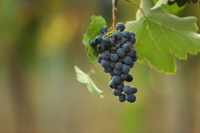 Bunch of fresh ripe juicy grapes against blurred background