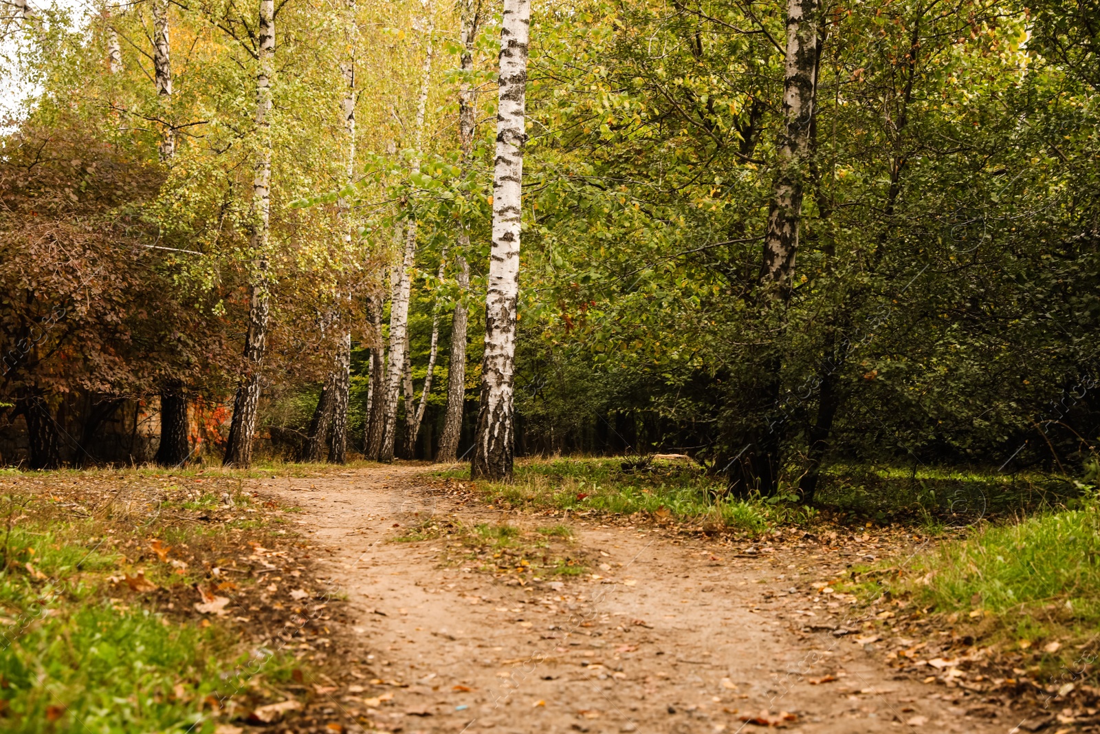 Photo of Beautiful view of forest with trees and pathway on autumn day