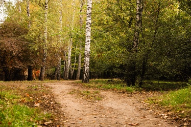 Beautiful view of forest with trees and pathway on autumn day