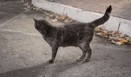 Photo of Lonely stray cat on asphalt road outdoors. Homeless pet
