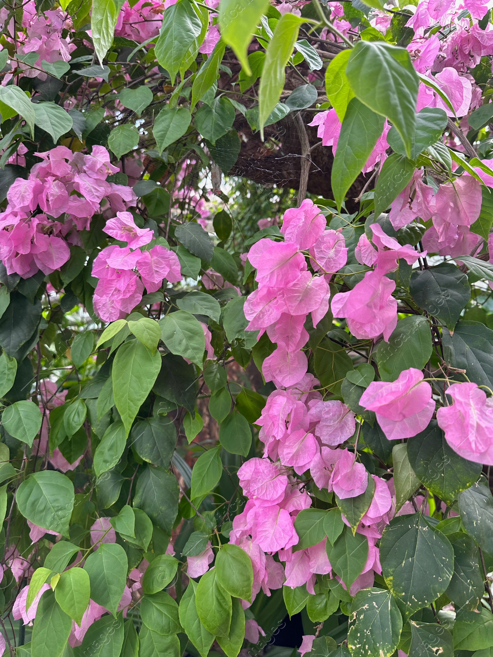 Photo of Beautiful Bougainvillea shrub with pink flowers growing in botanic garden